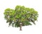 Acacia mangium, tropical tree in Thailand