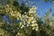 Acacia mearnsii blossom against blue sky background