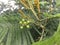 Acacia Mearnsii Tree Blossoming in Spring in Waimea Canyon on Kauai Island, Hawaii.