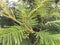 Acacia Mearnsii Tree Blossoming in Spring in Waimea Canyon on Kauai Island, Hawaii.