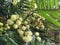 Acacia Mearnsii Tree Blossoming in Spring in Waimea Canyon on Kauai Island, Hawaii.