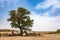 Acacia in the Negev desert.