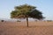 Acacia nilotica on desert between Tissint and Foum Zguid in Morocco