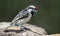 Acacia Pied Barbet drinks water from a waterhole in Kalahari desert