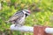 Acacia pied barbet Tricholaema leucomelas