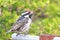 Acacia pied barbet Tricholaema leucomelas