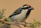 Acacia pied barbet (Tricholaema leucomelas)