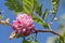 Acacia pink flower