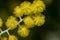 Acacia podalyriifolia has yellow flowers, a delicate fragrance. Into a round bouquet of shrubs