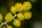 Acacia podalyriifolia has yellow flowers, a delicate fragrance. Into a round bouquet of shrubs