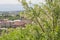 Acacia robinia blossomed with city in the background