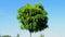 acacia (robinia pseudoacacia, black locust) green tree on blue sky in sunny windy day, summer diversity,