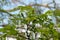 Acacia - Robinia pseudoacacia leaves