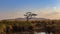 Acacia savanna tree standing alone in a safari captured at sunset surrounded by vegetation