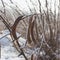 Acacia seeds covered with hoarfrost. Plants in winter time