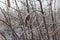 Acacia seeds covered with hoarfrost. Plants in winter time