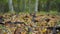 Acacia seeds on the ground in the fall. leaves and brown acacia seeds covered the whole earth.