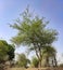 Acacia Senegal  Kumatiya tree with blue sky