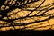 Acacia thorn silhouette at dusk