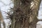 Acacia Thorn Tree