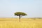 Acacia tree in Africa