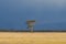 Acacia tree on African plain (Kenya)