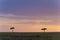 Acacia Tree on the backdrop of colourful sky at Masai Mara, Africa, Kenya