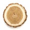 Acacia tree cut isolated on white background. Large circular piece of wood cross section with tree ring texture