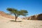 Acacia tree in the desert
