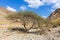 Acacia tree in dry, barren Wadi Ghargur riverbed in Hajar Mountains in Hatta, United Arab Emirates