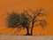 Acacia tree in front of Dune 45 in Namid desert