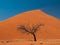 Acacia tree in front of Dune 45 in Namid desert