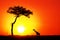 Acacia tree and giraffe against the setting sun in the Masai Mara