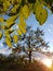 Acacia tree glowing at sunset