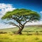 Acacia tree in green grass of Lewa Wildlife Conservancy North Kenya Africa