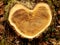 Acacia Tree Heart