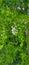 Acacia tree with inflorescence, acacia flowers, green tree with white flowers