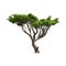 Acacia tree isolated. Vector illustration