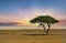 Acacia Tree in the middle of the Etosha Pan, with a sunset background