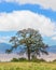 Acacia Tree, Ngorongoro Conservation Area, Arusha, Tanzania, Afr