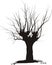 Acacia, tree pruning - vector illustration