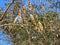 Acacia tree with ripe pods