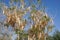 Acacia tree with ripe pods