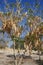 Acacia tree with ripe pods
