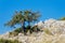 Acacia Tree on Rocky Mountain Slope, Greece