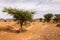 Acacia tree in the Sahara desert