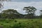 Acacia tree in savannah grassland landscapes, Ke