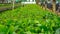 Acacia tree seedlings growing in plantation nursery facility.