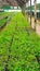 Acacia tree seedlings growing in plantation nursery facility.