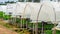 Acacia tree seedlings growing in plantation nursery facility.